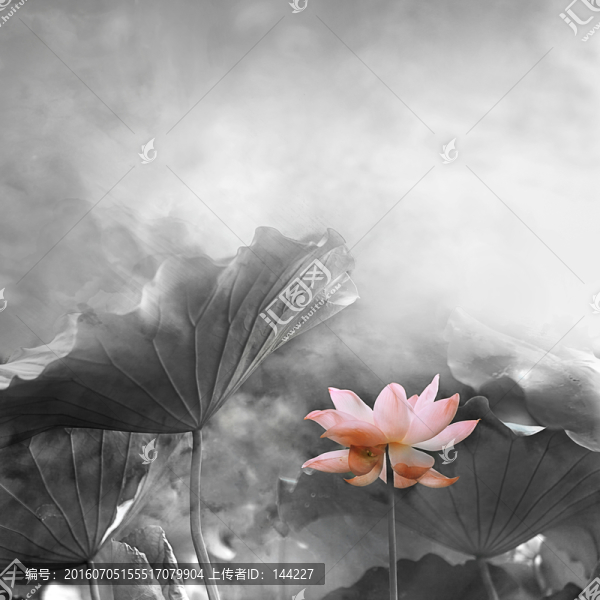 寫意荷花