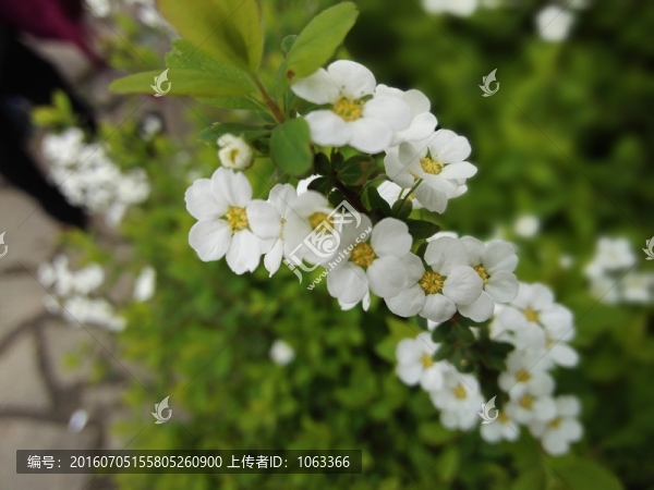 春天的野花
