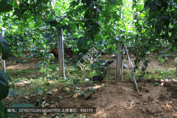 云南熱帶水果百香果