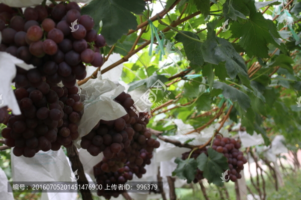 云南熱帶水果紅提葡萄