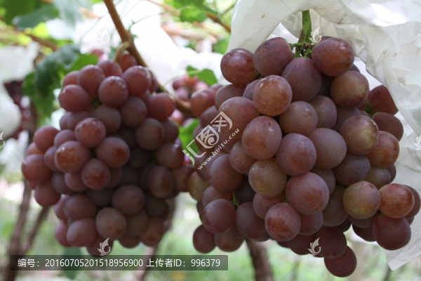 云南熱帶水果紅提葡萄