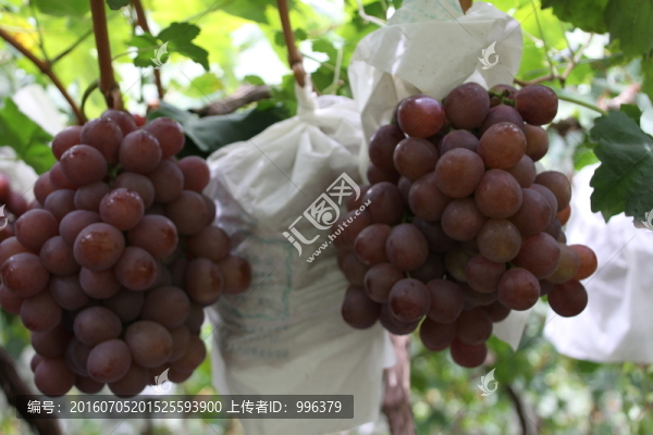 云南熱帶水果紅提葡萄