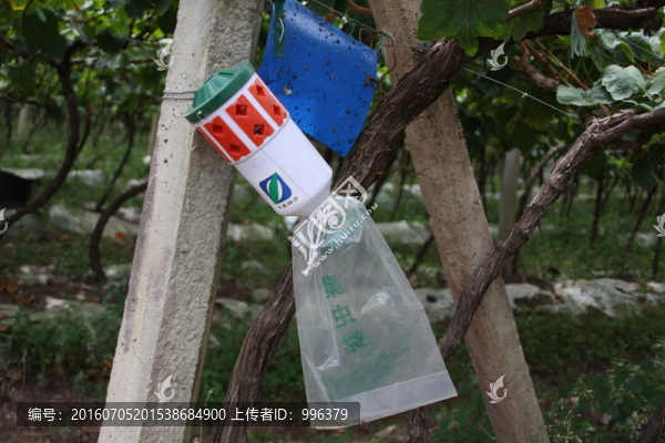 云南熱帶水果紅提葡萄