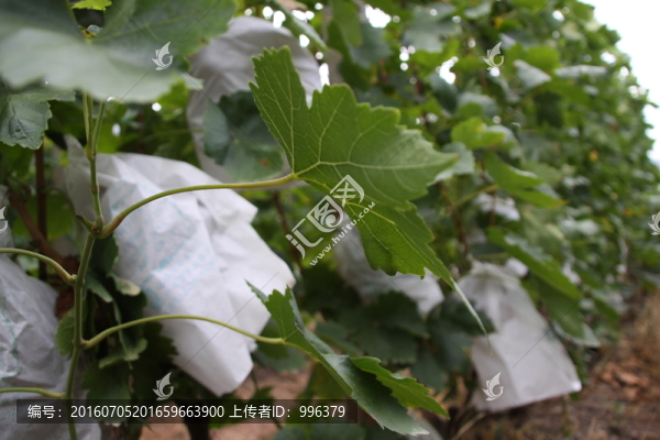 云南熱帶水果紅提葡萄