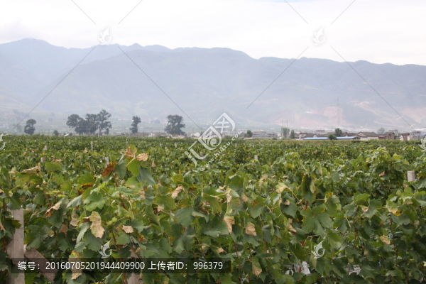 云南熱帶水果紅提葡萄