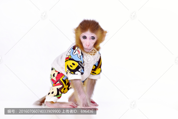 寵物猴子