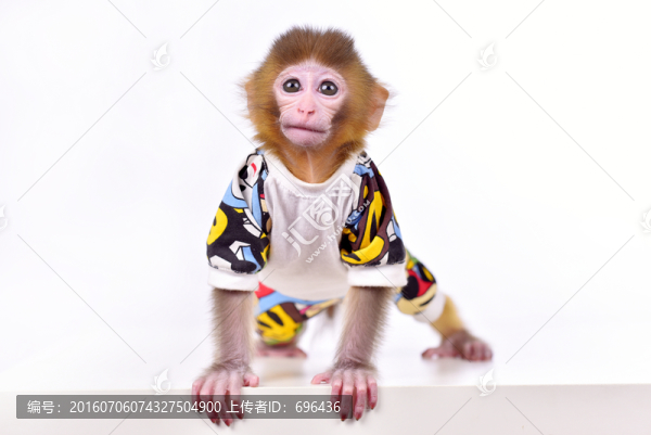 寵物猴