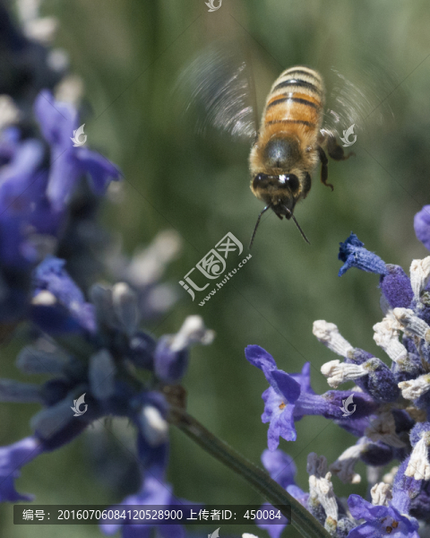 蜜蜂