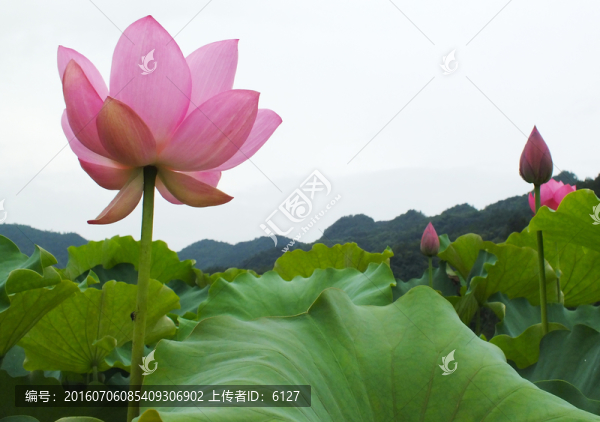荷花