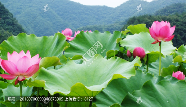 荷花