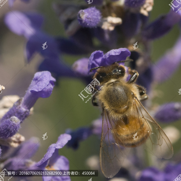 蜜蜂