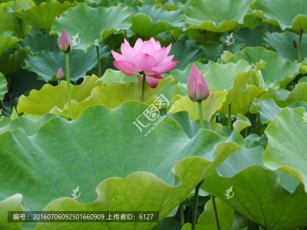 荷花