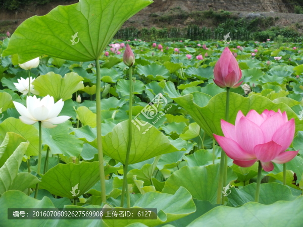荷花