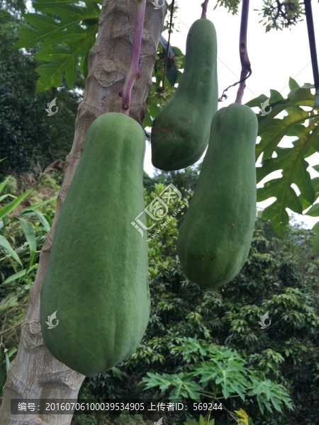 木瓜