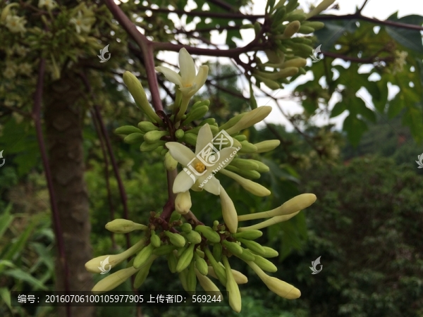 木瓜花