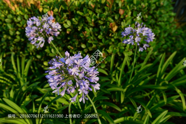 鮮花