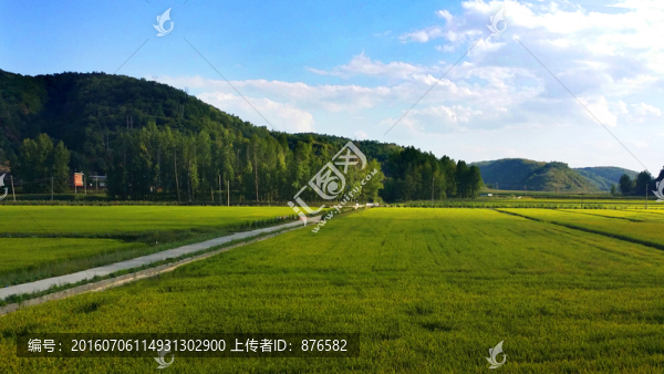 田園風光綠草地