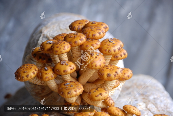 黃傘