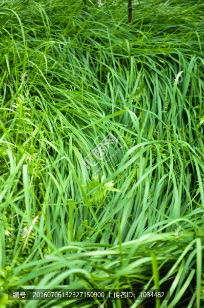小草