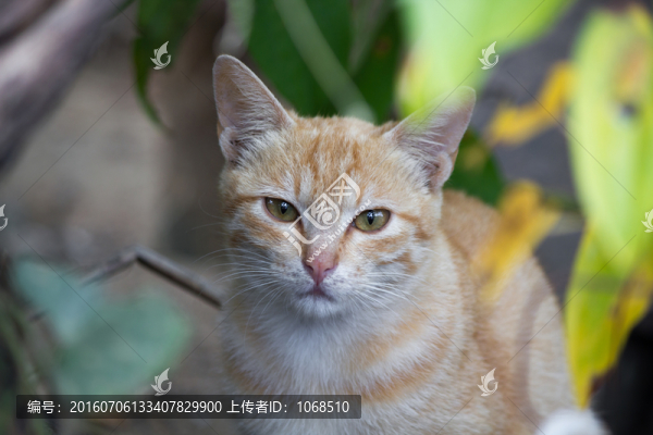 小貓