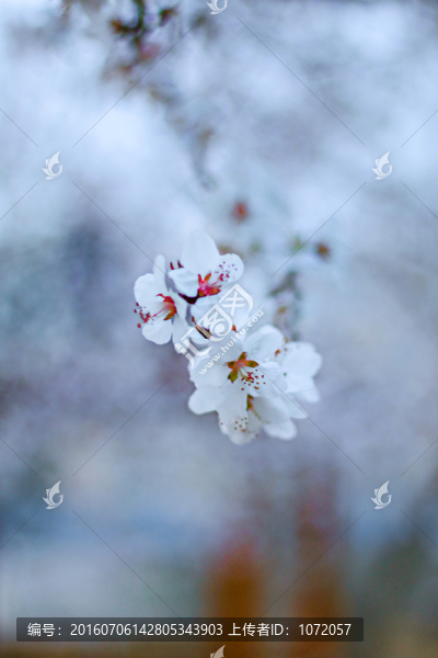 花卉