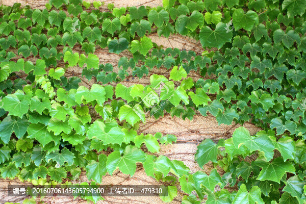 爬山虎,爬墻虎,植物,樹(shù)葉