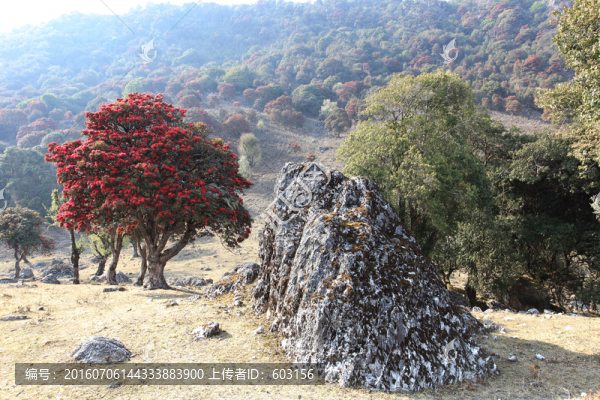 永德大雪山,杜鵑花