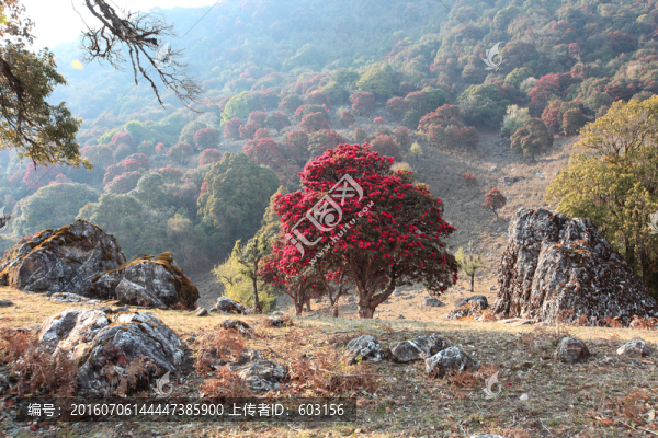 永德大雪山,杜鵑花