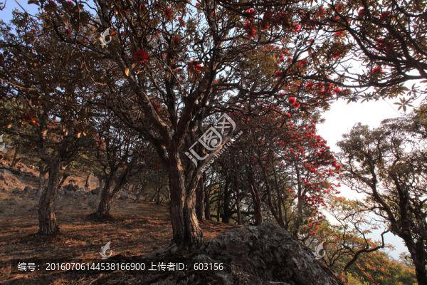 永德大雪山,杜鵑花