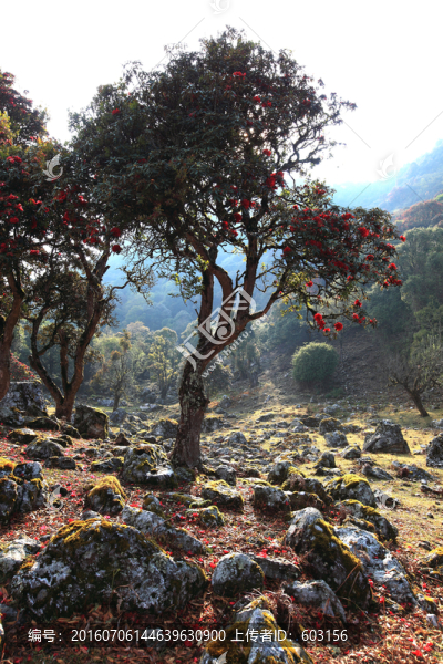 永德大雪山,杜鵑花