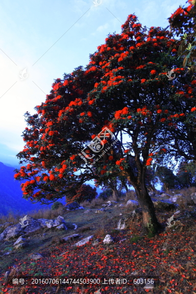 永德大雪山,杜鵑花