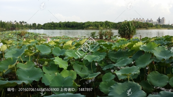 蓮藕