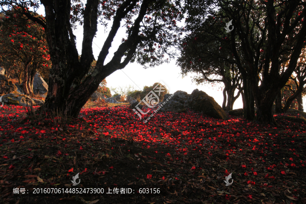 永德大雪山,杜鵑花
