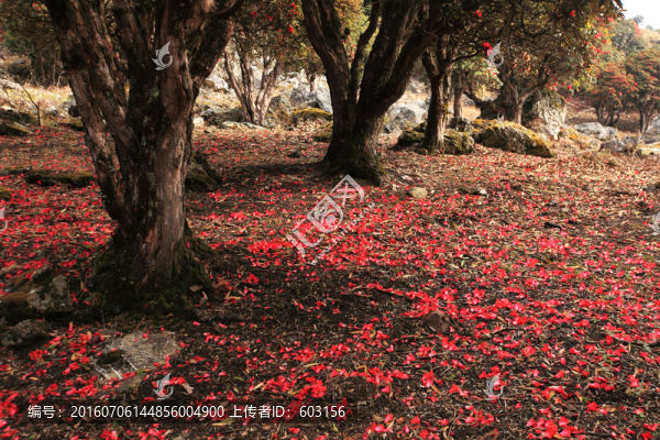永德大雪山,杜鵑花