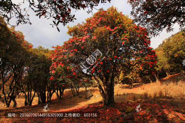 永德大雪山,杜鵑花