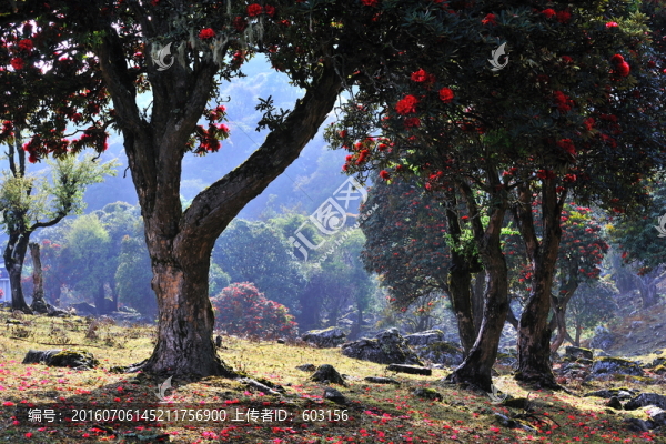 永德大雪山,杜鵑花