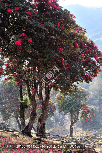 永德大雪山,杜鵑花