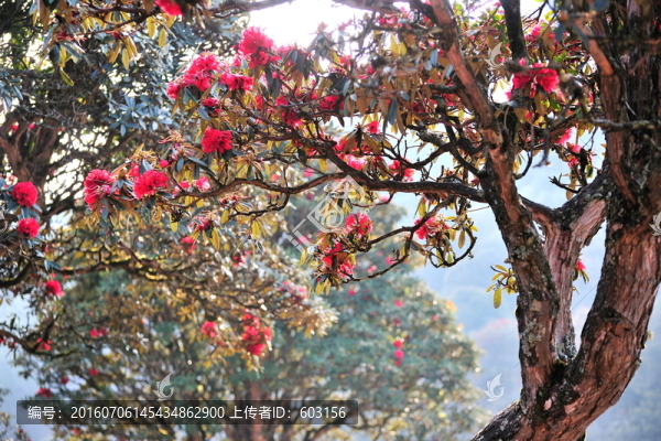 永德大雪山,杜鵑花