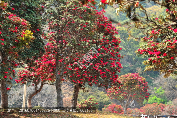 永德大雪山,杜鵑花
