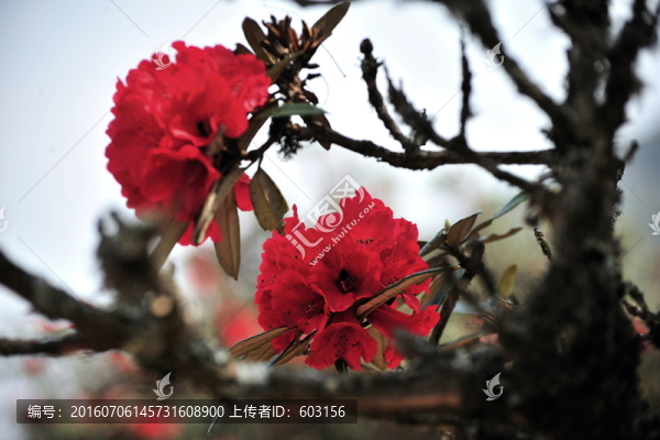 永德大雪山,杜鵑花