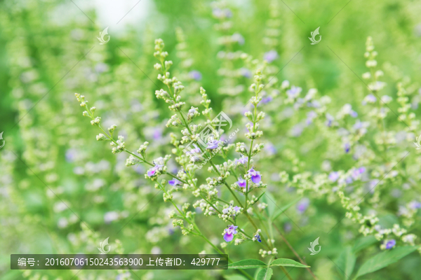 花草