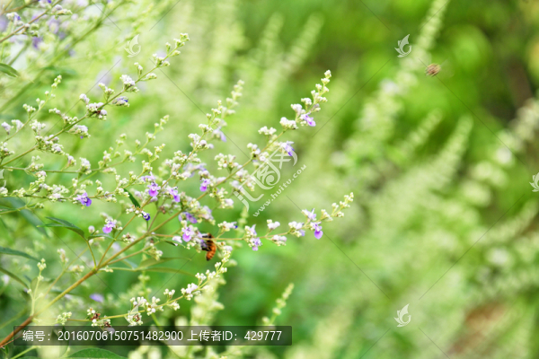 紫色小花,,野花,花草