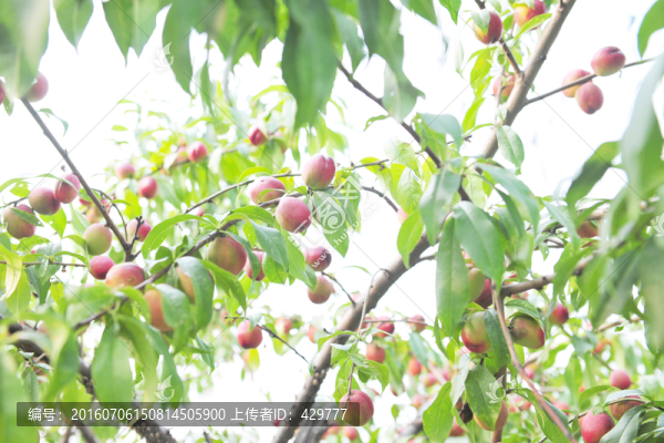 果園,,,桃園,,桃子