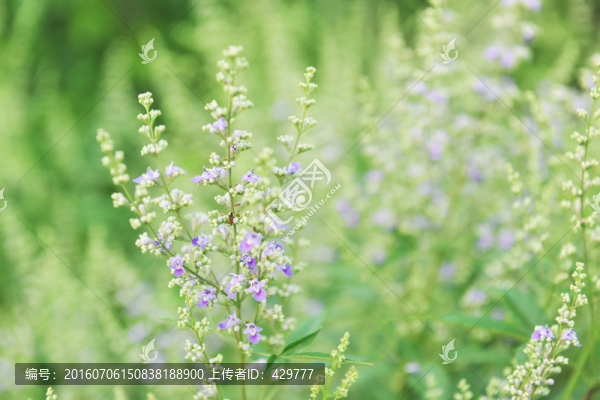 花草背景,野花,,綠色背景