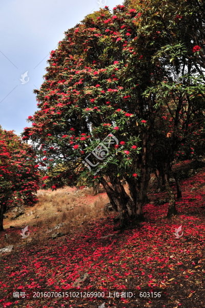永德大雪山,杜鵑花