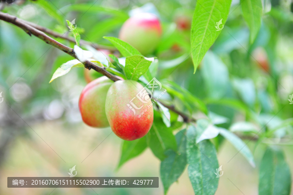 油桃,,桃子
