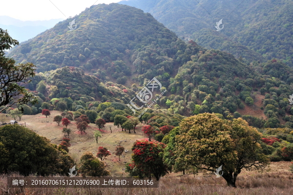 永德大雪山,杜鵑花
