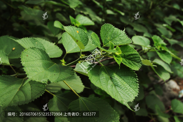 綠葉