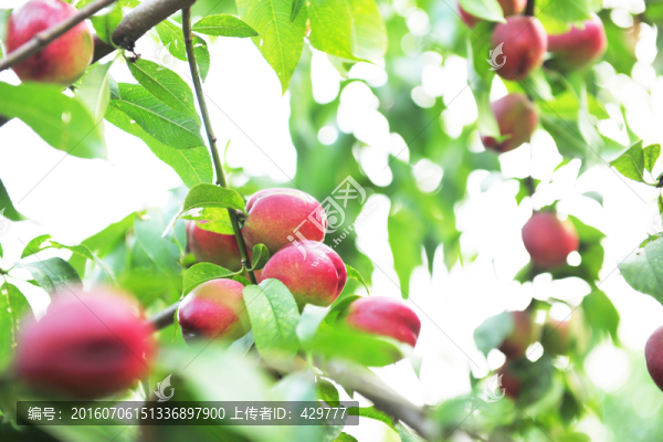 油桃,桃子,桃園