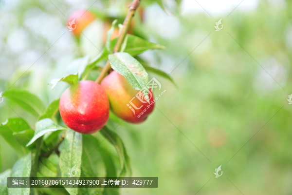 油桃,桃子,桃樹